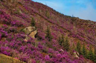 Rusya. Dağ altay. Chuyskiy yolu Maralnik (Rhododendron çiçeklenme döneminde).