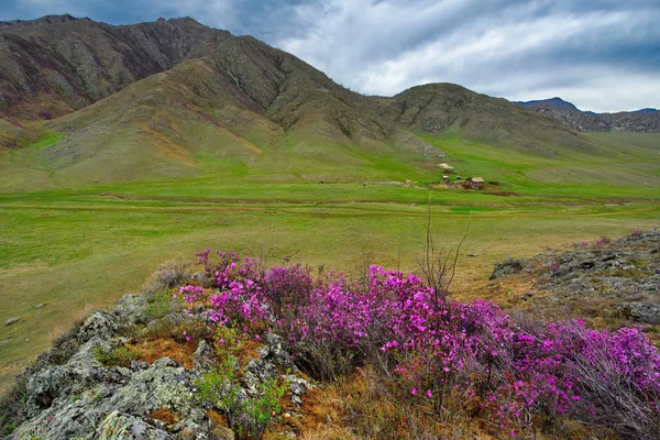 Rusia Mountain Altai Chuyskiy Tracto Período Floración Maralnik Rhododendron — Foto de Stock