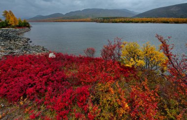 Rusya. Magadan. Uzakdoğu'nun sonbahar inanılmaz güzelliği. Göl Maxi