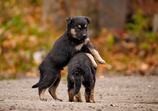 Perros Raza Desconocida — Foto de Stock