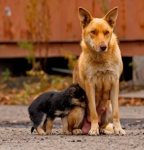 Perros Raza Desconocida — Foto de Stock