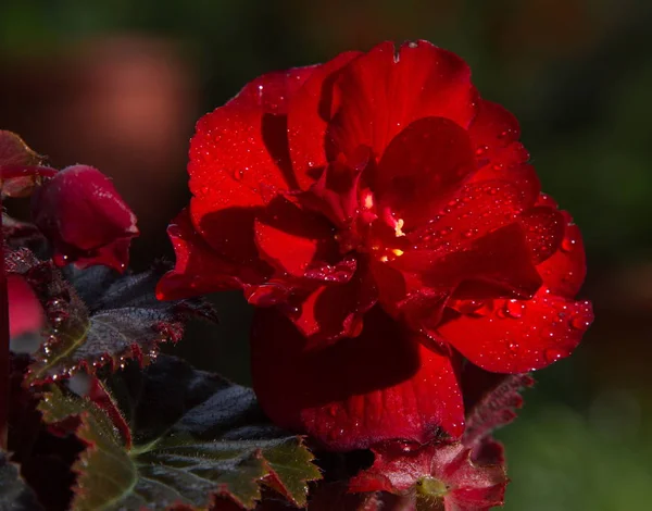 Roślina Ozdobna Czerwona Begonia Begonia — Zdjęcie stockowe