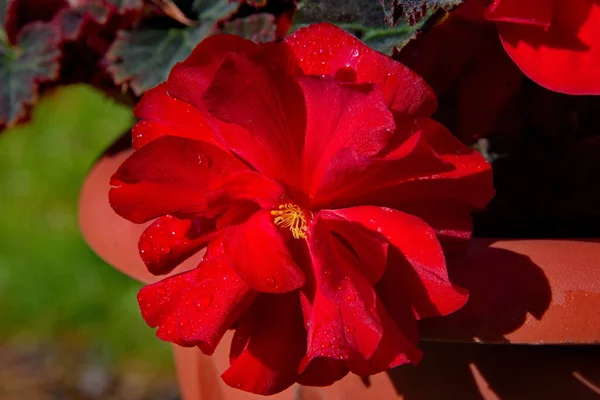 Planta Ornamental Begonia Vermelha Begonia — Fotografia de Stock