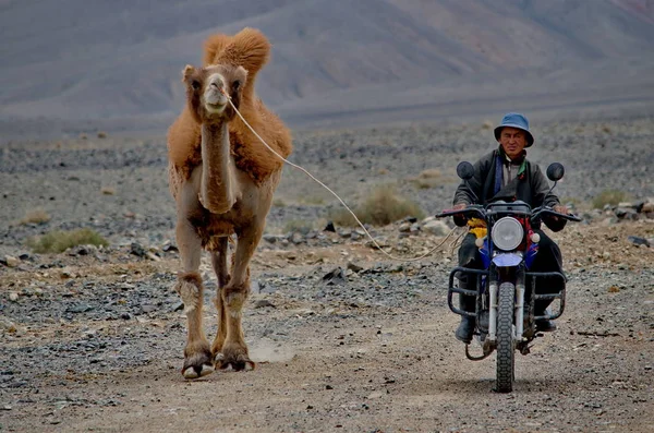Batı Moğolistan 2015 Bir Motosiklet Üzerinde Yerel Bir Çiftçi Bir — Stok fotoğraf