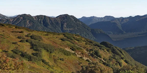 Russia. far East. The hills of the Kamchatka Peninsula are almost all covered with stone birch, cedar and various shrubs.