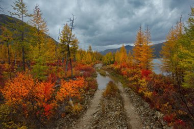 Rusya. Magadan bölgesi. Sonbahar Tayga permafrost üzerinde.
