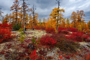 Rusya. Magadan bölgesi. Sonbahar Tayga permafrost üzerinde.