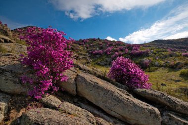 Rusya. Dağ Altay. Chuyskiy yolu Maralnik (Rhododendron Ledebourii çiçeklenme döneminde).