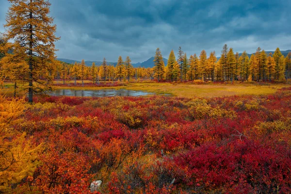 Ryssland Magadan Regionen Hösten Taiga Permafrost — Stockfoto