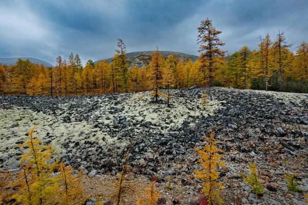 Rusland Magadan Regio Herfst Taiga Permafrost — Stockfoto
