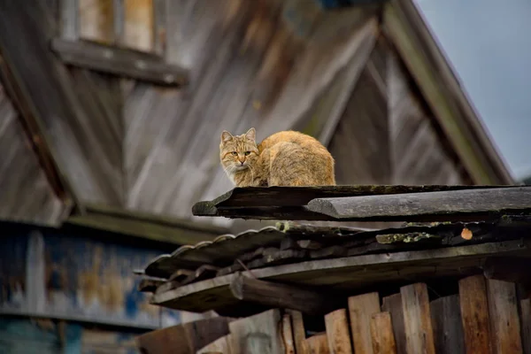 Rest Roof Village Shed — Stock Photo, Image