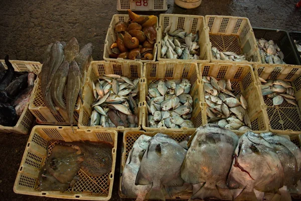 Μαλαισία Νησί Του Βόρνεο Φρεσκοπιασμένα Ψάρια Και Θαλασσινά Στην Αγορά — Φωτογραφία Αρχείου