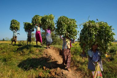 Myanmar. 11/24/2016. Bagan şehri yakınlarındaki sel tarlaları. Köylü kadınlar yerel sebze hasat başlarını taşımak.