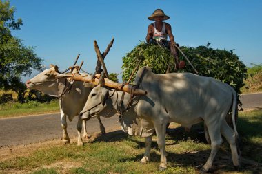 Myanmar. 11/24/2016. Bagan şehri yakınlarındaki sel tarlaları. Köylü kadınlar yerel sebze hasat başlarını taşımak.