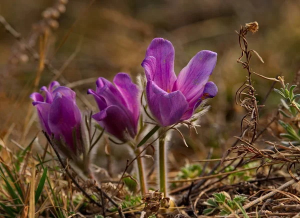 Russia. The South Of Western Siberia, spring flowers of the Altai mountains. Prostrel (Sleep-grass).