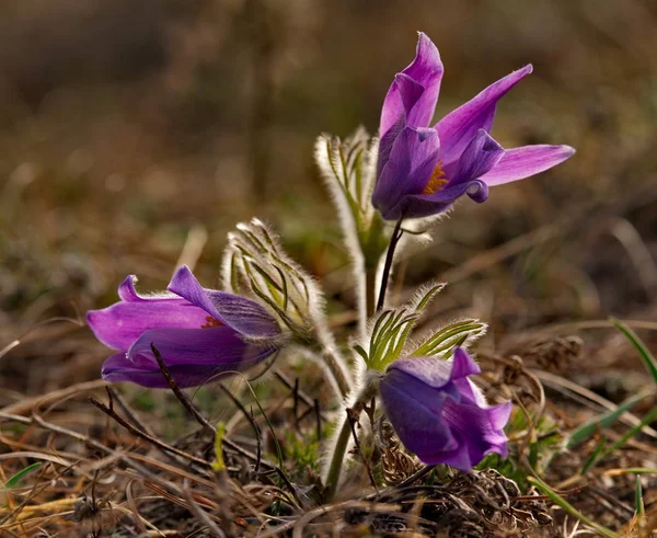 Russia South Western Siberia Spring Flowers Altai Mountains Prostrel Sleep — Stock Photo, Image
