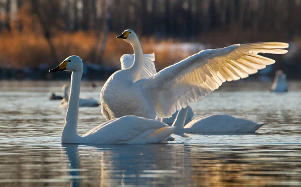 Russia. Altai territory. Protected freezing lake near the village of harvest in which live year-round wild swans and ducks.