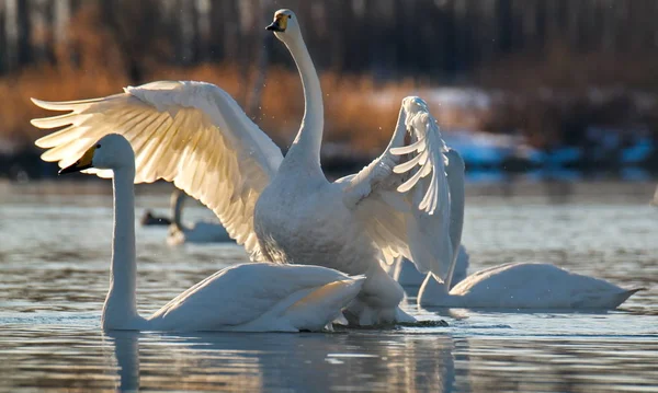 Russia. Altai territory. Protected freezing lake near the village of harvest in which live year-round wild swans and ducks.