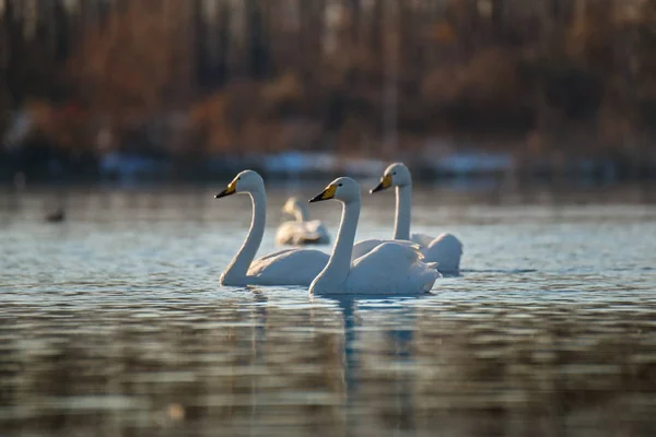 Russia. Altai territory. Protected freezing lake near the village of harvest in which live year-round wild swans and ducks.