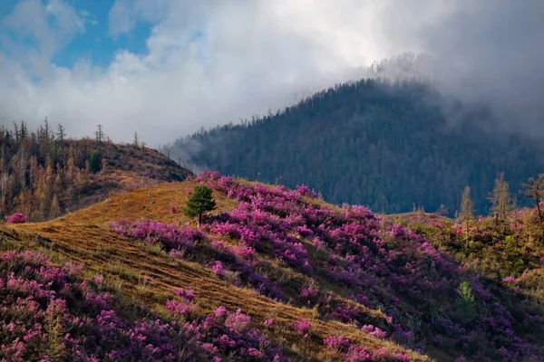 Rusya. Dağ Altay. Chuyskiy yolu Maralnik (Rhododendron Ledebourii çiçeklenme döneminde).