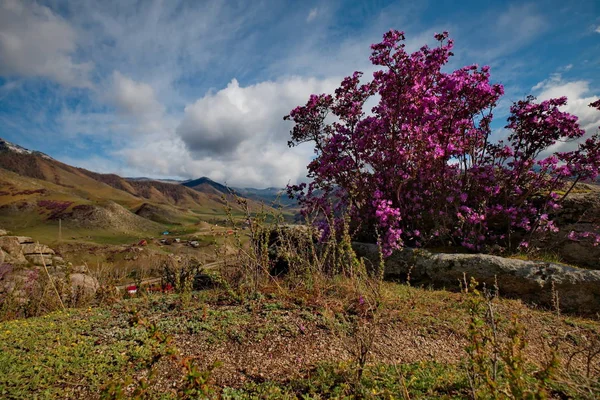 Rusya Dağ Altay Chuyskiy Yolu Maralnik Rhododendron Ledebourii Çiçeklenme Döneminde — Stok fotoğraf