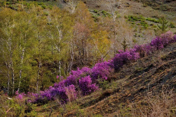 ロシア 山アルタイ チュイスキー管 Maralnik Ledebourii シャクナゲの開花の時代 — ストック写真