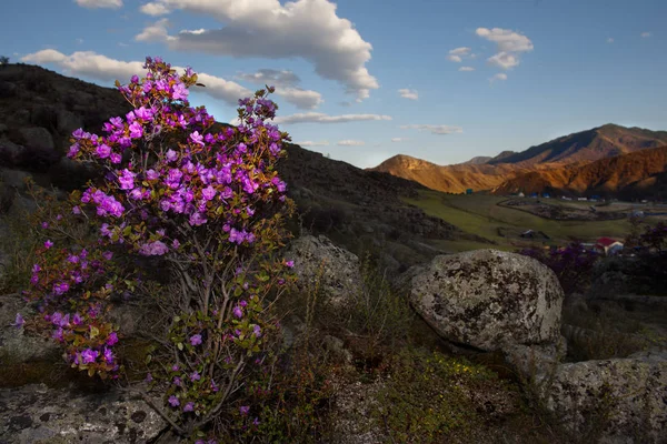 Rusya Dağ Altay Chuyskiy Yolu Maralnik Rhododendron Ledebourii Çiçeklenme Döneminde — Stok fotoğraf