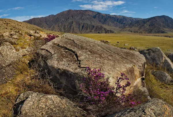 Rusya Dağ Altay Chuyskiy Yolu Maralnik Rhododendron Ledebourii Çiçeklenme Döneminde — Stok fotoğraf