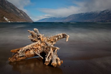 Rusya. dağ Altay. Teletskoye Gölü'nün güneyinde ilkbaharın başlarında.