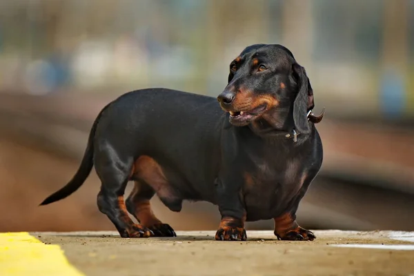 Hladká Dachshund Lovecký Plemeno Psů Původně Německa — Stock fotografie