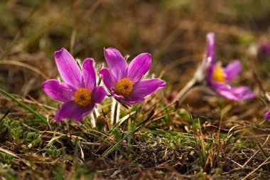 Rusya. Güney Batı Sibirya, Altay Dağları'nın Bahar çiçekleri. Prostrel (uyku-çimen).