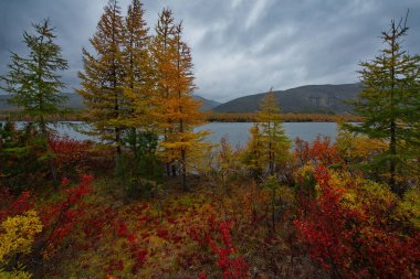 Rusya. Magadan. Uzakdoğu'nun sonbahar inanılmaz güzelliği. Göl Maxi