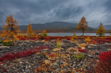 Rusya. Magadan. Uzakdoğu'nun sonbahar inanılmaz güzelliği. Göl Maxi