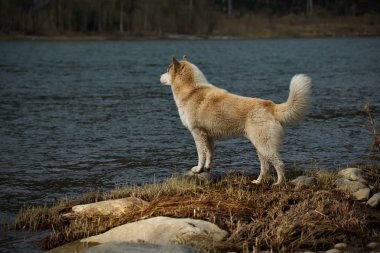 Sibirya Husky, sık saçlarla ve çeşitli renklerde büyüleyici güzelliklere sahip gözlerle karakterize edilen bir köpek cinsidir. Görünüşte Husky vahşi bir şey, hatta bir kurt, ama özünde dost canlısı ve sevecen bir köpektir..