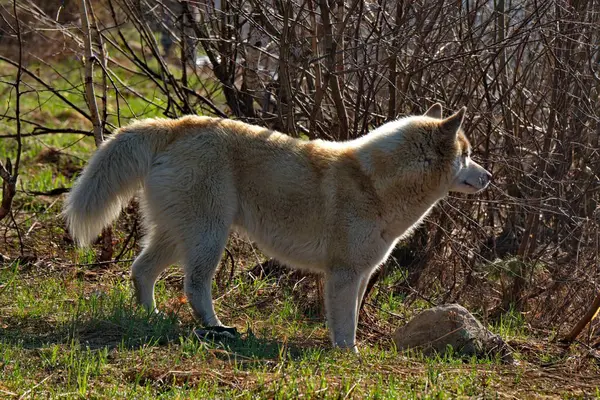 Husky Siberiano Uma Raça Cão Caracterizada Por Cabelos Grossos Olhos — Fotografia de Stock