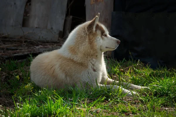 Husky Siberiano Uma Raça Cão Caracterizada Por Cabelos Grossos Olhos — Fotografia de Stock