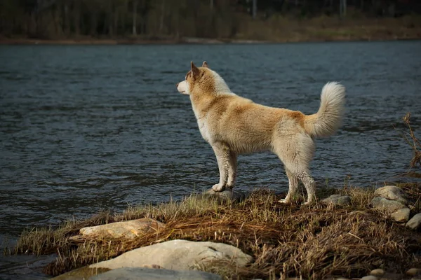 Сибирская Хаски Является Породой Собак Характеризуется Густыми Волосами Глазами Очаровательной — стоковое фото