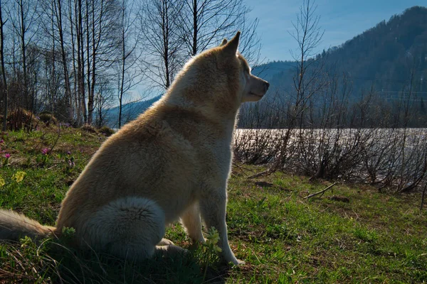 Husky Siberiano Uma Raça Cão Caracterizada Por Cabelos Grossos Olhos — Fotografia de Stock