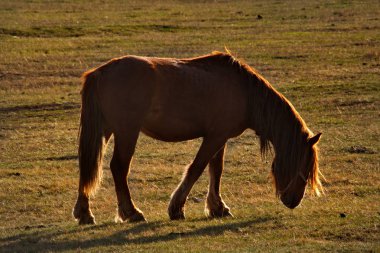 Rusya. Altay Dağları'nın ücretsiz meadows ata