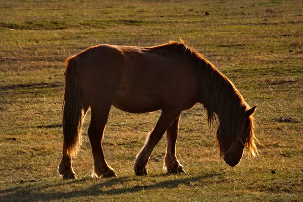 Rusia Caballos Los Prados Libres Las Montañas Altai — Foto de Stock