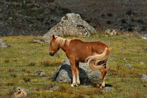 Rosja Konie Wolna Łąkach Gór Ałtaj — Zdjęcie stockowe