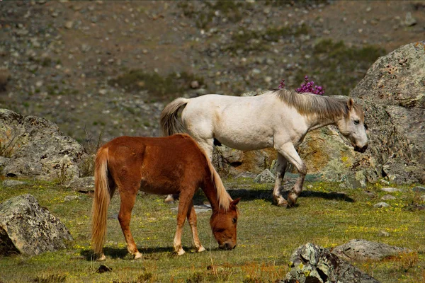 Rosja Konie Wolna Łąkach Gór Ałtaj — Zdjęcie stockowe