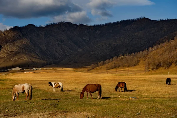 Russia. Horses on the free meadows of the Altai mountains