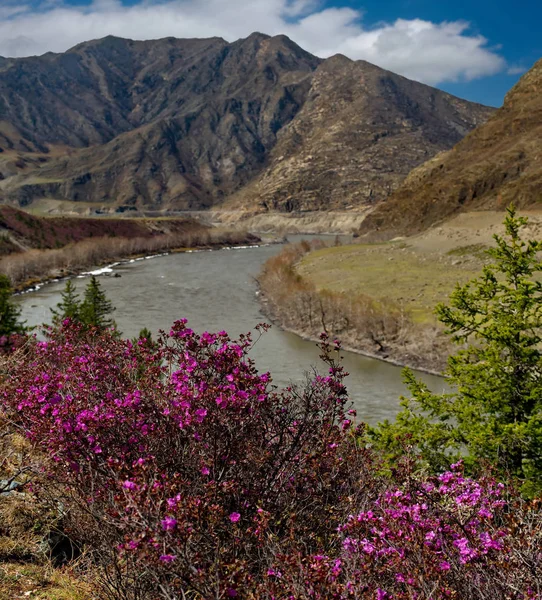 Rusko Horský Altaj Chuyskiy Traktu Období Květu Maralnik Rhododendron Ledebourii — Stock fotografie