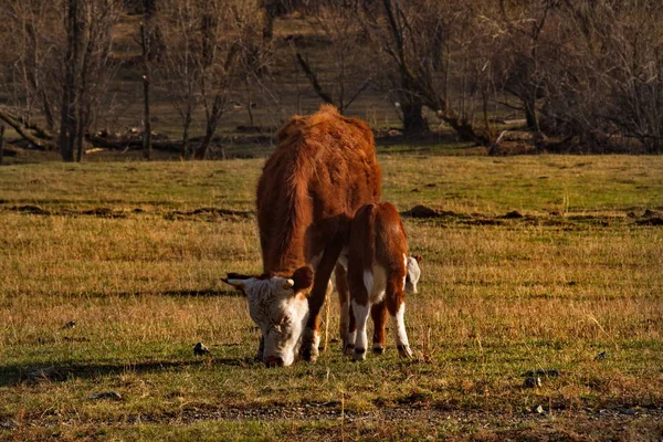 Russie Vache Donnant Lait Veau Sur Les Prairies Libres Des — Photo