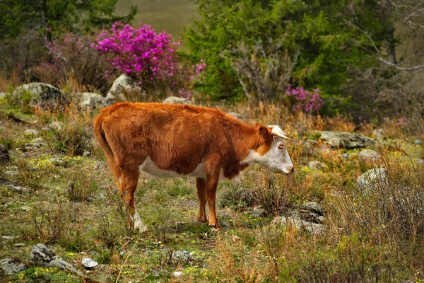 Russie Vaches Sur Les Prairies Libres Des Montagnes Altaï — Photo