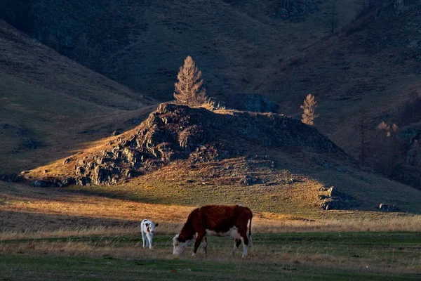 Россия Коровы Свободных Лугах Алтайских Гор — стоковое фото