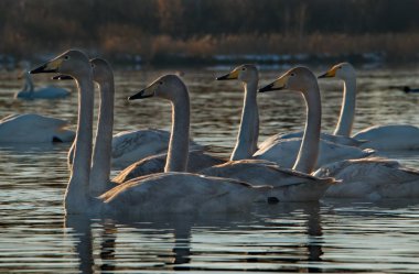 Rusya. Altay bölgesi. Yıl boyunca yabani kuğu ve ördeklerin yaşadığı hasat köyü yakınlarında korunan dondurucu göl.