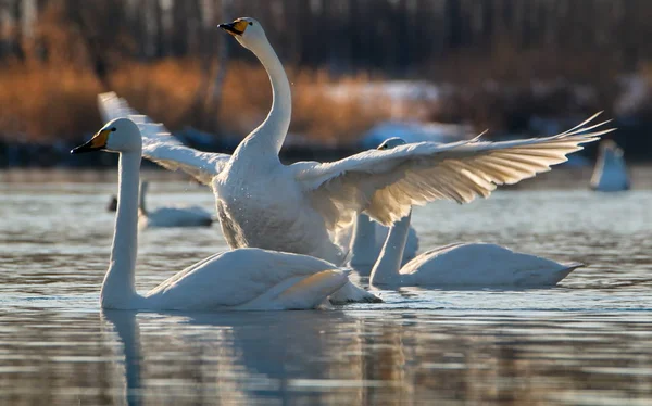 Russia. Altai territory. Protected freezing lake near the village of harvest in which live year-round wild swans and ducks.