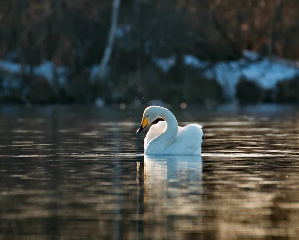 俄罗斯 阿尔泰地区 收获村附近的保护冰冻湖 常年生活在野天鹅和鸭子中 — 图库照片